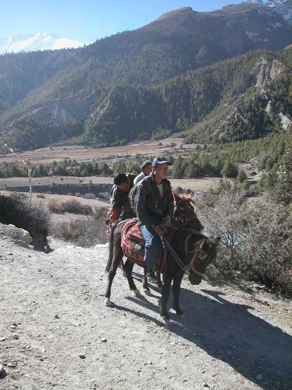 Man och mattor p� mula