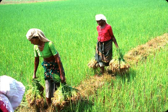 Karumalloor Women carry rice plant bundles
