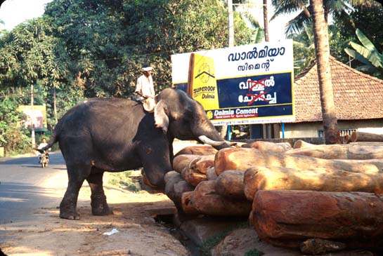 Karumalloor Elephant logging
