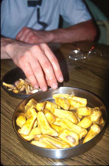 Karumalloor Eating jackfruit