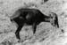 Eravikulam Nilgiri tahr
