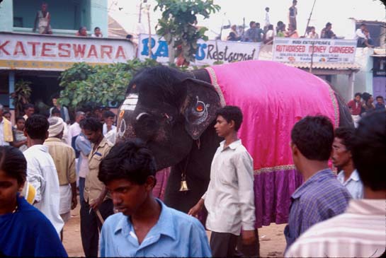 Hampi Elephant at car festival