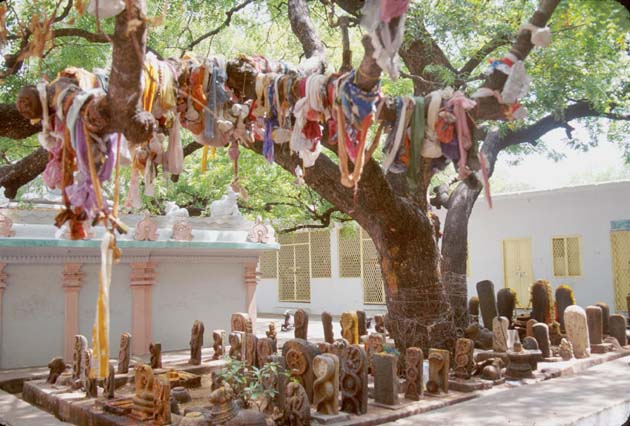 Tirupati Kapilesvarasvami temple tree