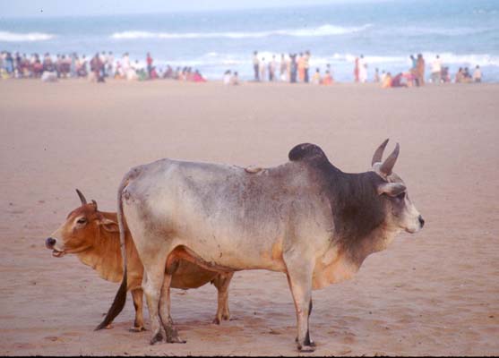 Puri Beach cows