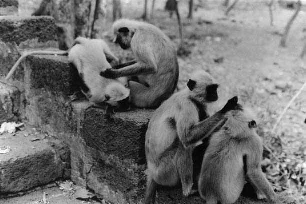 Bhubaneswar Monkeys