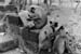 Bhubaneswar Monkeys
