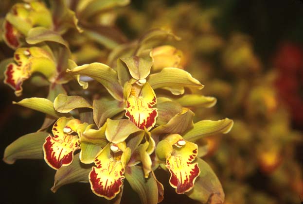 Gangtok Orchid One of Sikkims 600 species