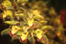 Gangtok Orchid One of Sikkims 600 species