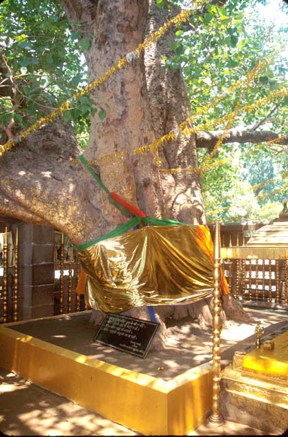 Bodhgaya The Bo tree