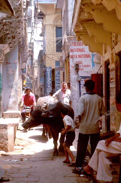 Varanasi Water buffalo