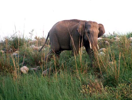 CorbettNP Elephant