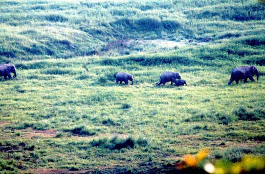 CorbettNP Elephants