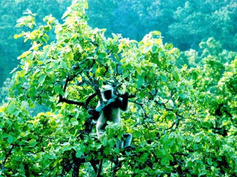 CorbettNP Common langur