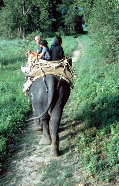 CorbettNP Elephant ride
