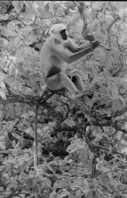 Corbett Langur monkey