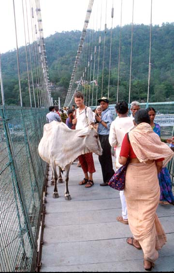 Rishikesh Cow shares bridge w Robt