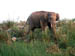 CorbettNP Elephant