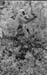 Corbett Langur monkey