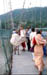 Rishikesh Cow shares bridge w Robt