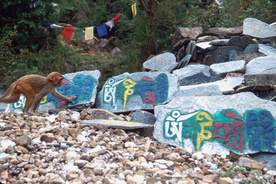Dharamshala Mani stones