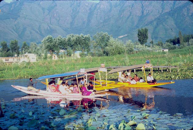 Srinagar Shikaras w tourists