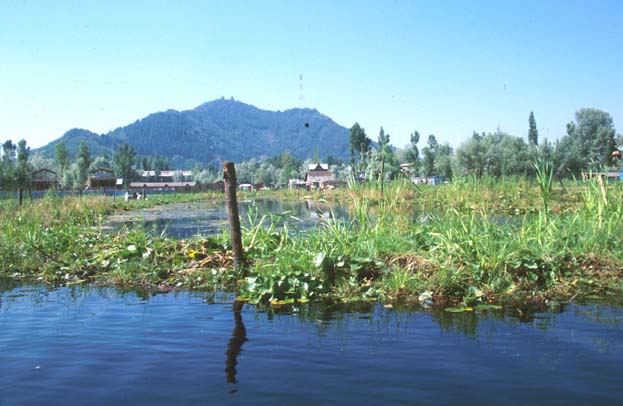 Srinagar Floating vegetable beds