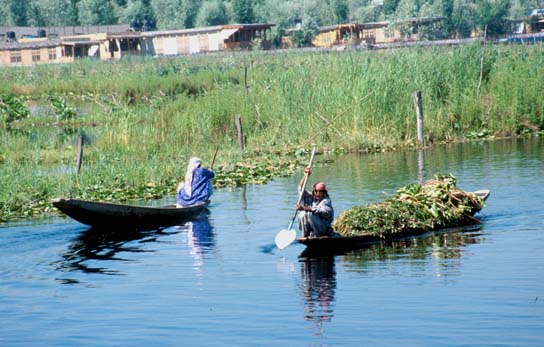 Srinagar Lily pad collector