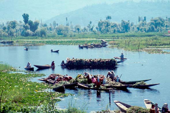 Srinagar Lily pad collectors