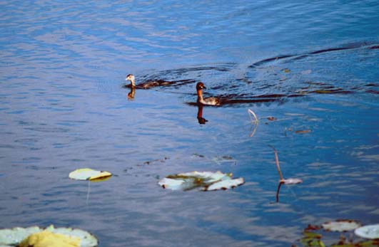 Srinagar Grebes