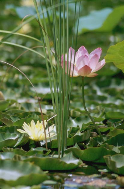 Srinagar Lotus n lillypad blooms