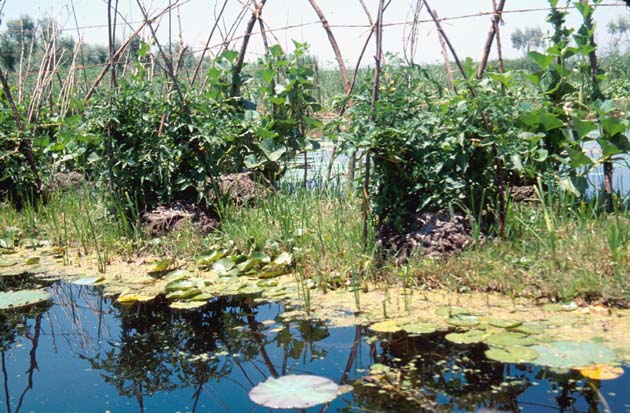 Srinagar Floating veg beds