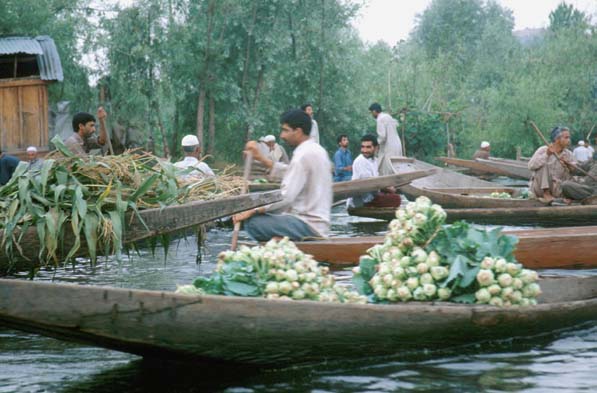 Srinagar Floating mkt kohlrabi n corn