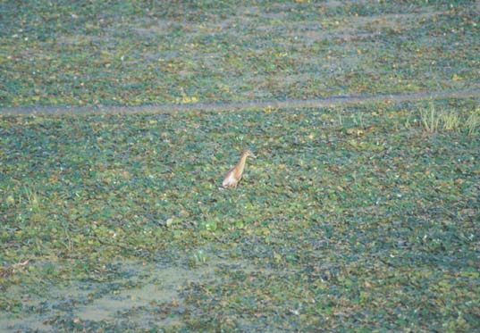 Srinagar Pond heron