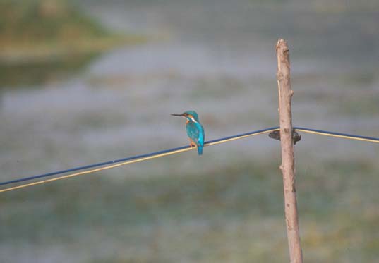 Srinagar Kingfisher back