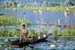 Srinagar Lily pad collector