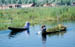 Srinagar Lily pad collector