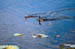 Srinagar Grebes