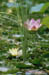 Srinagar Lotus n lillypad blooms