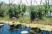 Srinagar Floating veg beds