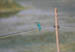 Srinagar Kingfisher back