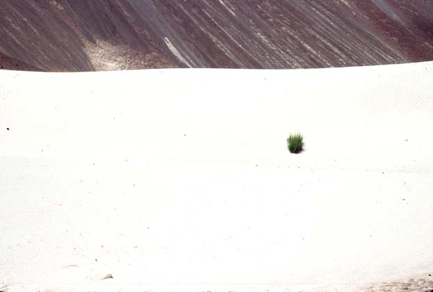 Nubra Hunter Diskit sand dunes