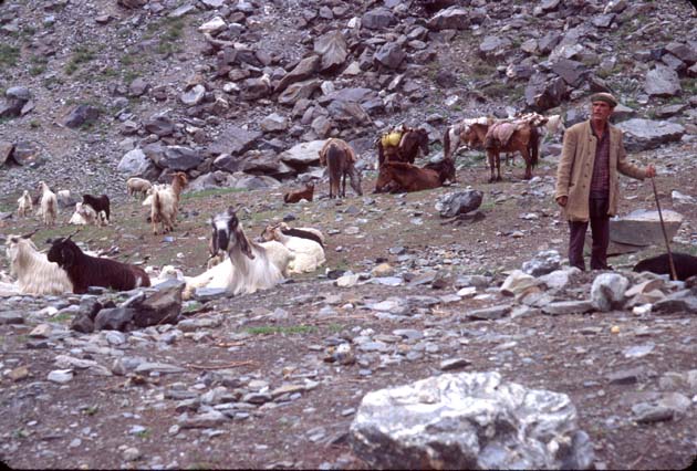 Ladakh Goats and herders