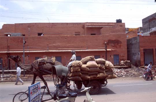 Jaipur Camel pulling cart