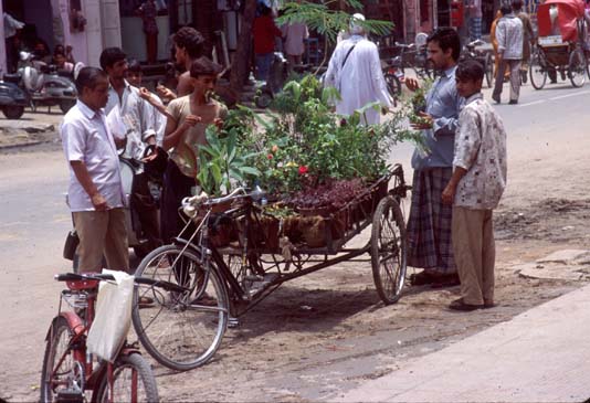 Jaipur Cart w plants for sale