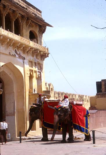 Jaipur Amber fort elephants a mahouts