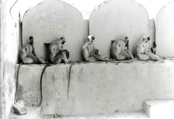 Jaipur Monkeys