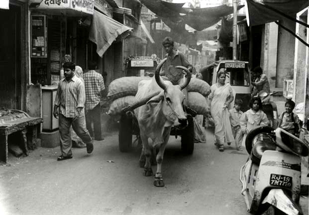 Jodhpur Cow cart