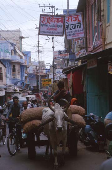Jaisalmer Ox w cart in narrow lane