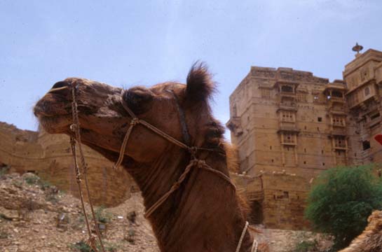 Jaisalmer Camel w fort in background