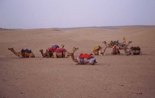 Thar desert Camels awaiting riders
